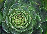 Hen & Chicks_25550-3